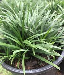 Dwarf Mondo Grass
